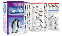 Waterford Antarctic Wildlife