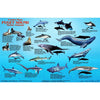 Puget Sound Marine Animals