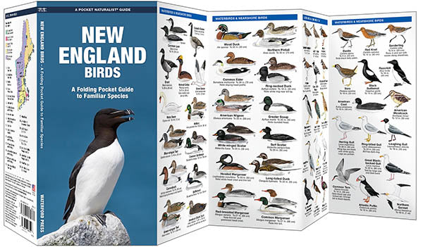 Waterford-New England Birds