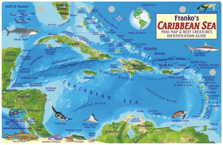 Fish Card Caribbean Sea Dive Sites & Fish ID Card /  Coral Reef Creatures