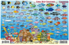 Fish Card Caribbean Sea Dive Sites & Fish ID Card /  Coral Reef Creatures