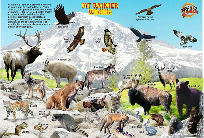Mount Rainier National Park/Wildlife