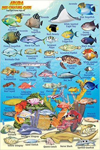 Aruba Reef Creatures Guide (MiniCard)