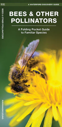 Bijen & other pollinators (2017)