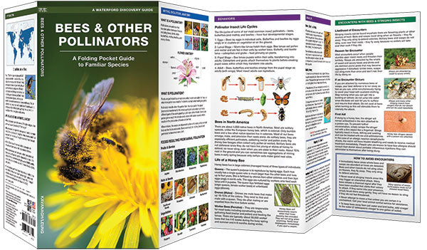 Bijen & other pollinators (2017)