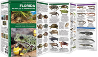 Natuurgids Florida Reptiles & Amphibians