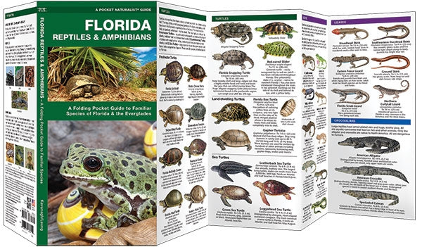 Natuurgids Florida Reptiles & Amphibians