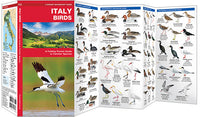 Italy birds