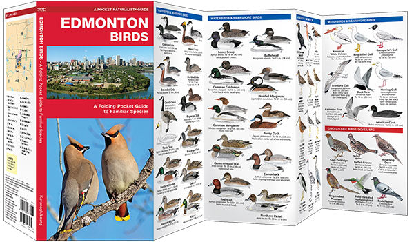 Waterford-Edmonton Birds