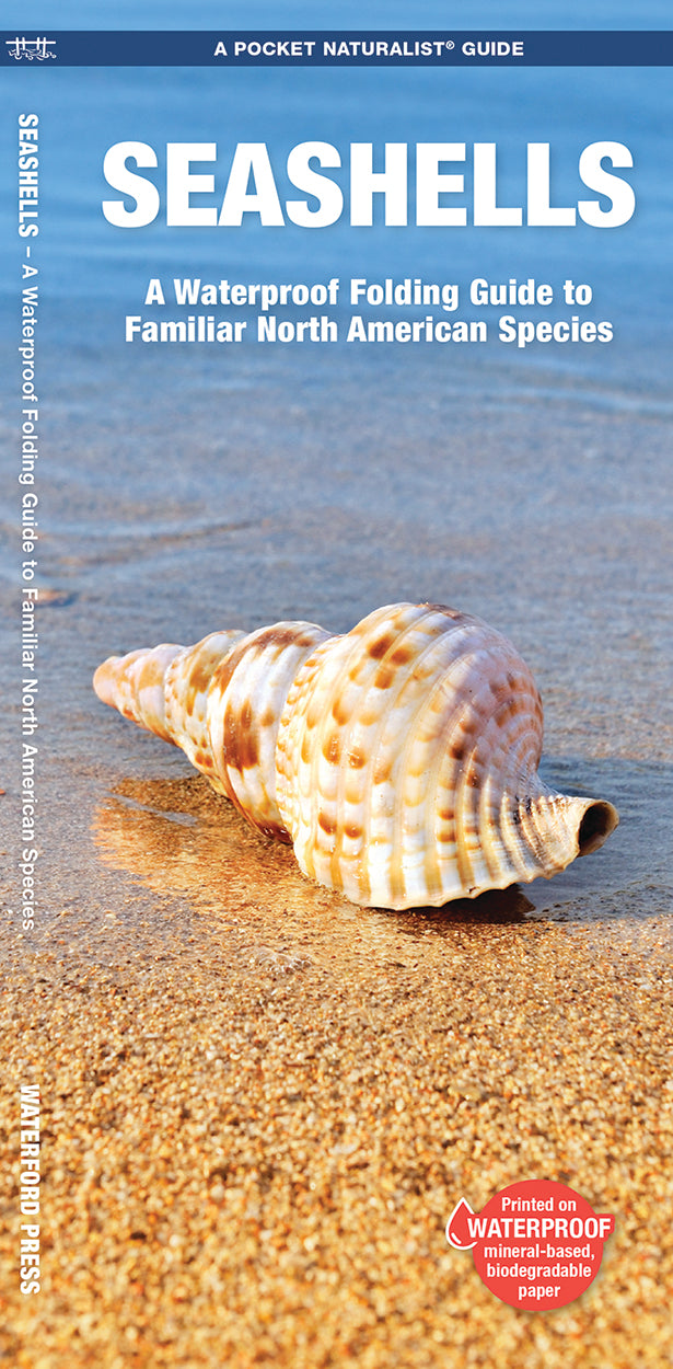 Waterford-Seashells