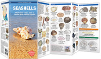 Waterford-Seashells
