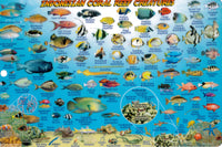 Fish Card Bali Dive Guide & Fish ID Card / Indonesian Coral Reef Creatures