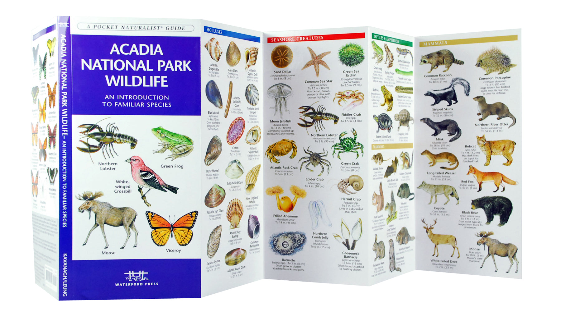 Waterford-Acadia NP Wildlife