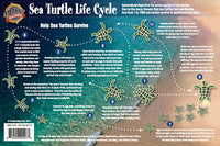 Sea Turtle Life Cycle - Help Sea Turtles Survive