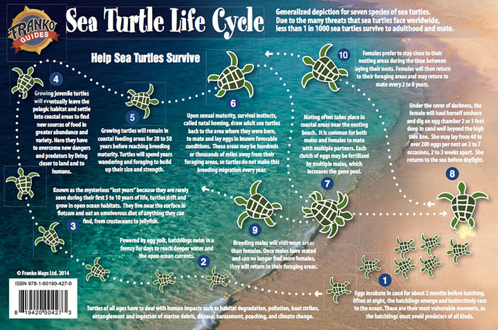 Sea Turtle Life Cycle - Help Sea Turtles Survive
