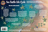 Sea Turtle Life Cycle - Help Sea Turtles Survive