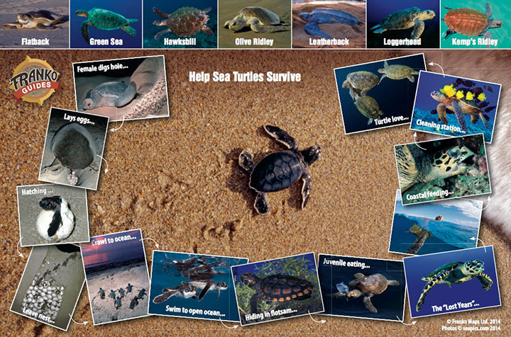 Sea Turtle Life Cycle - Help Sea Turtles Survive