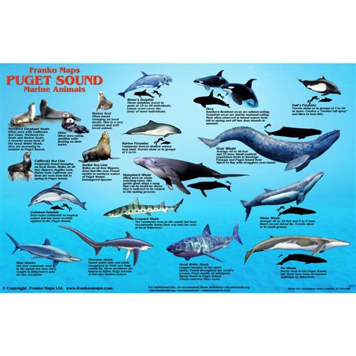 Puget Sound Marine Animals