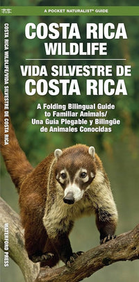 Wildlife - Costa Rican Wildlife