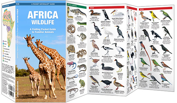 Waterford-African Wildlife