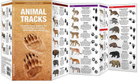 Waterford-Animal Tracks (North America)