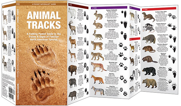 Waterford-Animal Tracks (North America)
