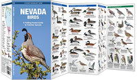 Waterford-Nevada Birds