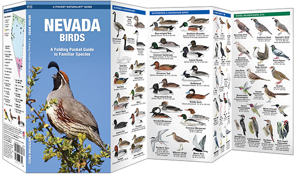 Waterford-Nevada Birds