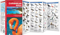 Waterford Caribbean Birds