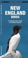 Waterford-New England Birds