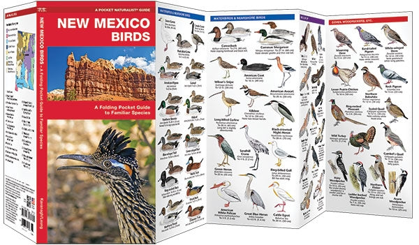 New Mexico Birds Bird Guide