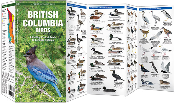 Waterford-British Columbia Birds