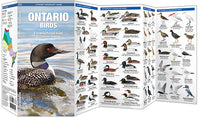 Waterford-Ontario Birds