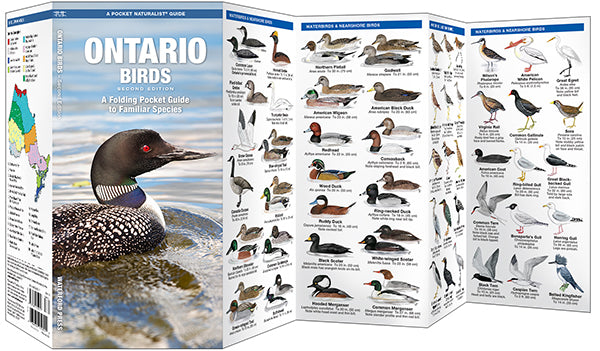 Waterford-Ontario Birds