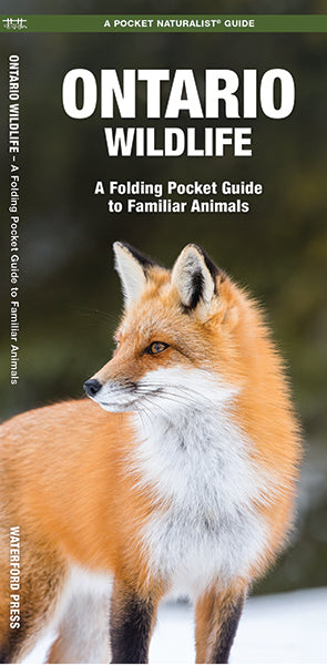 Waterford-Ontario Wildlife