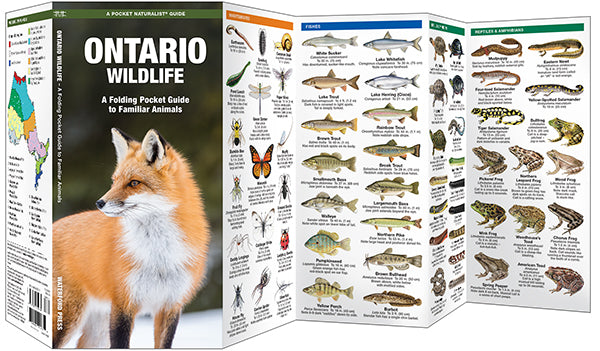 Waterford-Ontario Wildlife