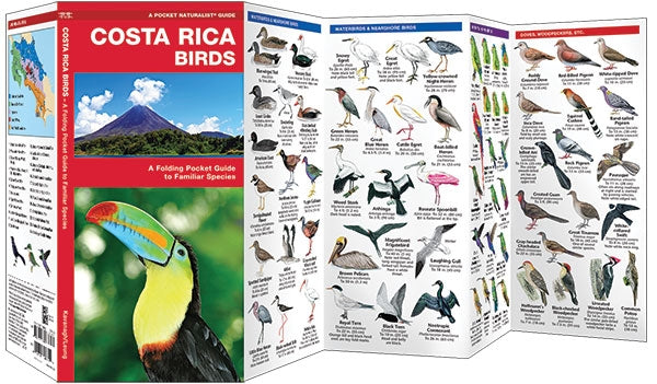 Waterford-Costa Rica Birds