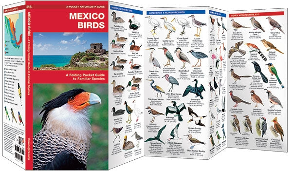 Waterford-Mexico Birds