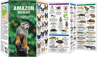 Waterford-Amazon Wildlife