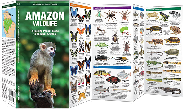 Waterford-Amazon Wildlife