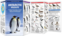 Waterford Antarctic Wildlife