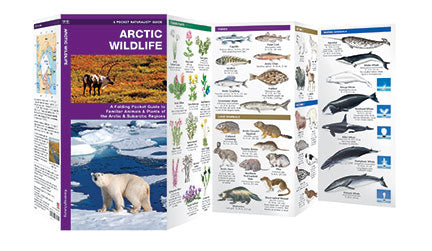 Natuurgids Arctic Wildlife