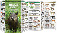 Waterford Belize Wildlife