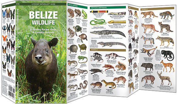 Waterford Belize Wildlife