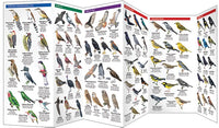 Bird guide-Cuba Birds
