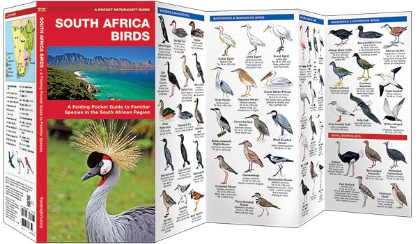 Vogelgids South Africa Birds