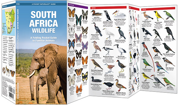 Waterford South Africa Wildlife