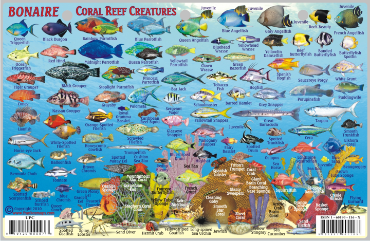 Fish Card Bonaire Dive Sites &amp; Fish ID Card / Coral Reef Creatures