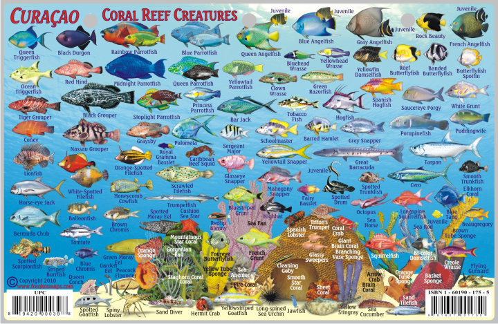 Fish Card CuraÃ§ao Dive Sites & Fish ID Card /  Coral Reef Creatures