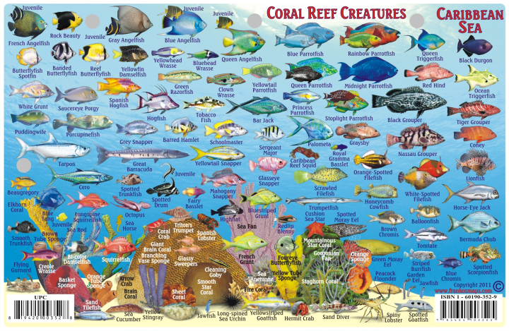 Fish Card Caribbean Sea Dive Sites &amp; Fish ID Card / Coral Reef Creatures
